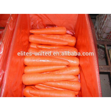 Fabricant de carottes fraîches en provenance de Chine